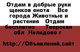 Отдам в добрые руки щенков енота. - Все города Животные и растения » Отдам бесплатно   . Тверская обл.,Нелидово г.